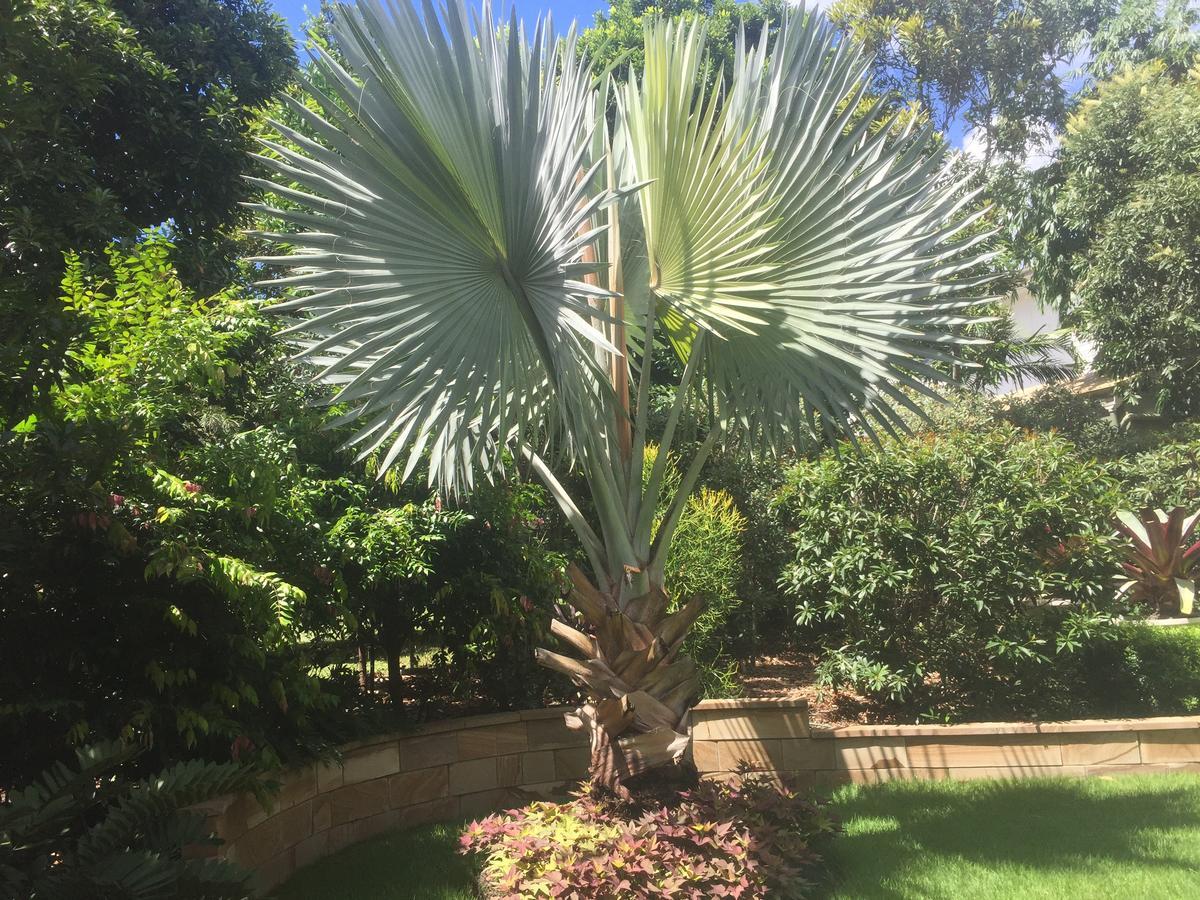 Balmoral Queenslander Brisbane Ngoại thất bức ảnh